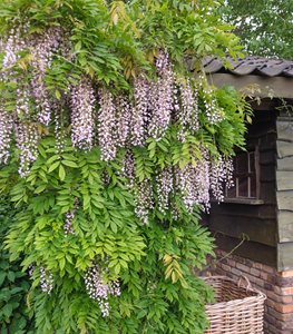 Wisteria floribunda 'Rosea'