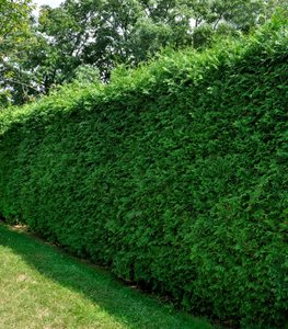 YEW HEDGE
