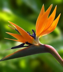 BIRD OF PARADISE
