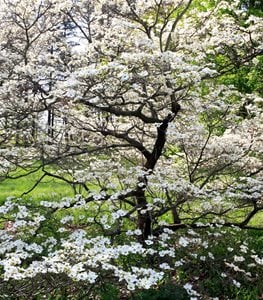 DOGWOOD TREE
