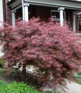 ‘CRIMSON QUEEN’ JAPANESE MAPLE