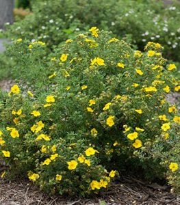 HAPPY FACE® YELLOW CINQUEFOIL