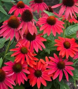 Summersong™ Firefinch™ coneflower