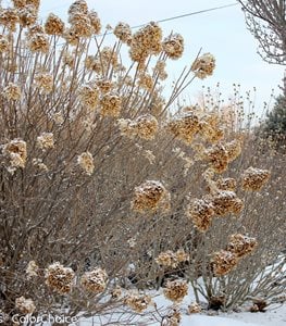 Limelight hydrangea in winter