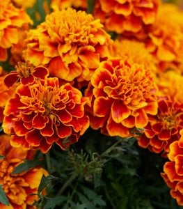Marigold flowers