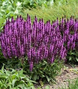 'Pink Profusion' salvia