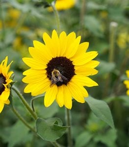 sunflower with bee