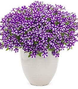 Petunia plant combination