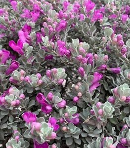 TEXAS SAGE PLANT