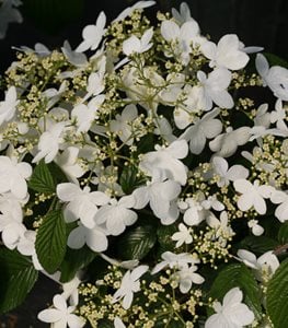 Spice Girl® Korean spice viburnum