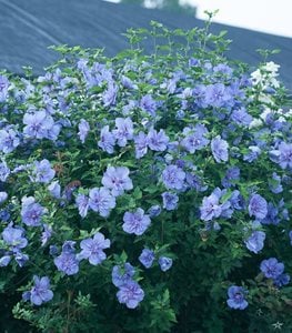 Blue Chiffon® Rose of Sharon