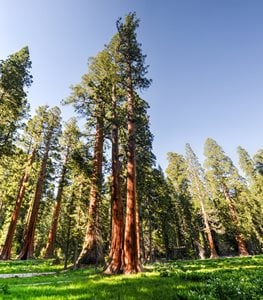 COASTAL REDWOOD TREE