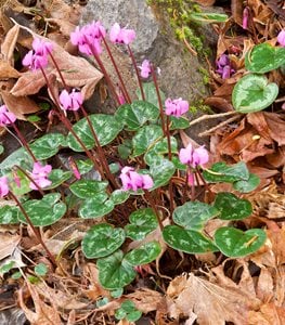 Hardy Cyclamen