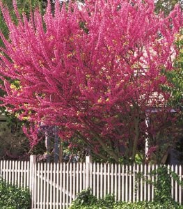 EASTERN REDBUD