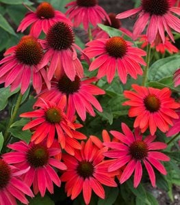 Summersong™ Firefinch™ coneflower