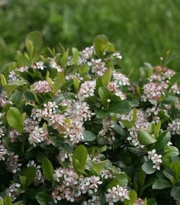 Low Scape Mound aronia