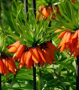 'RUBRA MAXIMA' FRITILLARIA