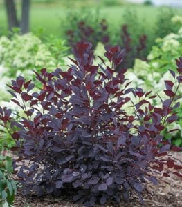 Winecraft Black® smoke bush