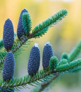 BALSAM FIR TREE