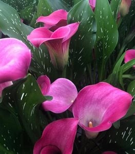 BE MY® FIRST LOVE CALLA LILY