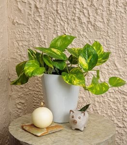 Beautifall® Summer Nights™ Pothos