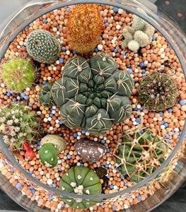 Cacti terrarium