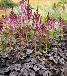 'Dark Side of the Moon' astilbe