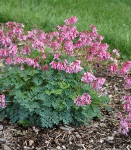 'PINK DIAMONDS' FERN-LEAVED BLEEDING HEART