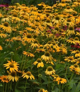 yellow coneflower