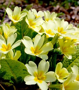 YELLOW PRIMROSE