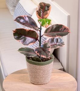 Chroma® Belize Rubber Plant