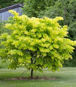Hearts of Gold Redbud