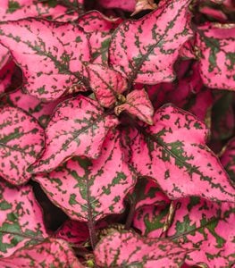 Hippo® Rose polka dot plant