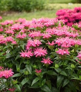 'Leading Lady Pink' bee balm