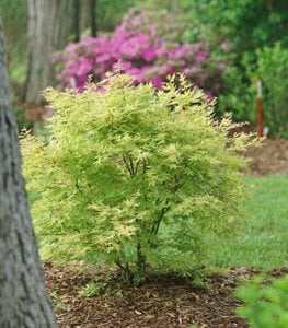 Metamorphosa® Japanese maple