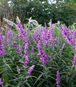 MEXICAN BUSH SAGE