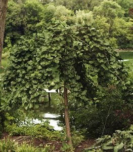 'Pendula' ginkgo tree
