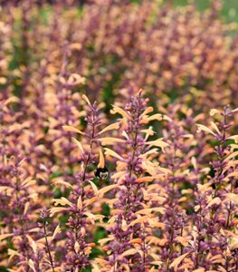 AGASTACHE