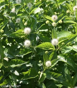 Sugar Shack button bush