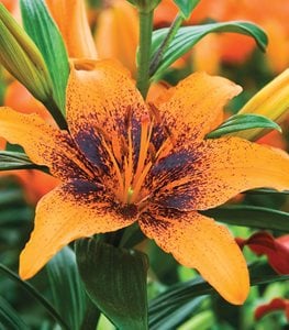 ORANGE ART ASIATIC LILY