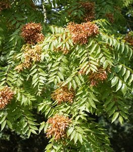 TREE OF HEAVEN