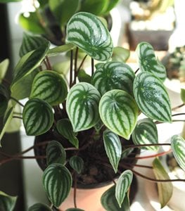 PEPEROMIA