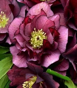 Wedding Party® True Love hellebore