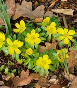WINTER ACONITE
