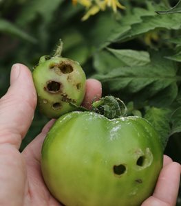 tomato with worm holes