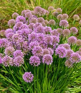 'Millenium' allium