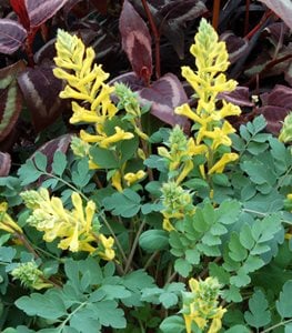 CORYDALIS