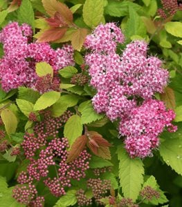 DOUBLE PLAY BIG BANG® SPIREA