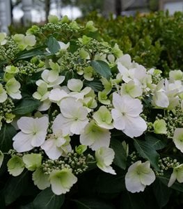 INVINCIBELLE WEE BIT GIDDY HYDRANGEA