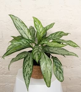 CHINESE EVERGREEN